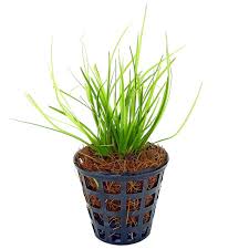 Image result for Eriocaulon schimperi