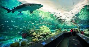 Ripley S Aquarium Of Toronto Canada Coupons Giveaways Ripleys Aquarium Toronto Ripley Aquarium Toronto Travel