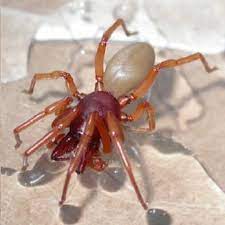 We take pride in the work that we do which is backed by. Monterey Bay Pest Control 11 Photos 28 Reviews Pest Control 1997 Del Monte Blvd Seaside Ca Phone Number