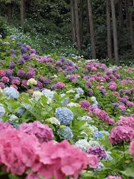 J Ai Aime Sur La Blogosphere Pflanzen Blumen Anbauen Und Bluhende Pflanzen