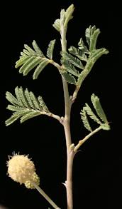 Image result for Voacanga pachyceras