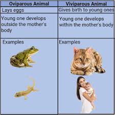 Usually vertebrates of class mammalia are viviparous but some of the lower mammalians are egg laying like echidna. Learn Oviparous And Viviparous In 2 Minutes