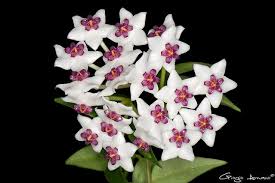 Image result for Periglossum mackenii