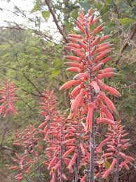 Image result for Aloe cameronii × greatheadii