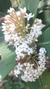 Image result for Acokanthera