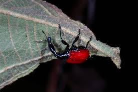 Image result for Dichaetanthera