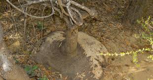 Image result for Cyphostemma montanum