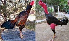 Bentuk dan model kaki ayam petarung pukul saraf/ko / rahasia kekuatan sisik naga temurun ayam aduan : Keunggulan Gaya Tarung Ayam Bangkok Burma Dan Saigon Ayam Juara Ayam Jenis Kandang Ayam