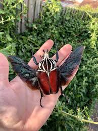 In new horizons, the total number of bugs is 80 up from 72 in new leaf. Goliathus Goliatus Deep Red Colour On This Goliath Beetle Entomology