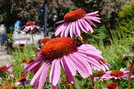 There are plants that attract bees, even in difficult gardening conditions. 12 Best Flowers For Bees How To Create A Bee Garden