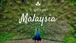 Anyway i was there to practice my photography skills. Kl Bird Park Admission Ticket With One Way Transfer Travelog