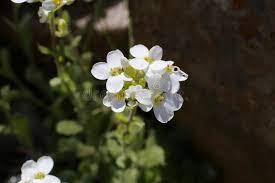 Arabis Alpina Wild Flower Wild Plant In Nature Blooms In Summer Ad Wild Flower Arabis Alpina Wild Ad