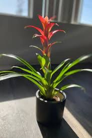 Maybe you would like to learn more about one of these? 12 Low Light Flowering Indoor Plants To Brighten Your Home Gardening Chores