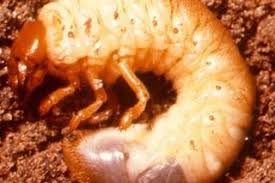 Maybe you would like to learn more about one of these? Pin On Garden Ideas