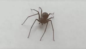 Encuentra este pin y muchos más en infographics, de alfredo vela. Un Nino De 10 Meses Lucha Por Su Vida Tras La Mordida De Una Peligrosa Arana Violinista Te Importa