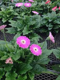 Pin By Klepac Greenhouses Inc On Gerbera Daisies Gerbera Gerbera Daisy Flower Wallpaper