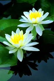 Pin By Paranthaman On Flowers Pretty Flowers Water Lilies Flower Photos