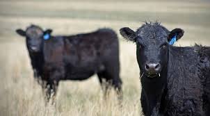 The court is composed of a chief justice and six associate justices. Iowa Court Holds That Farm Depreciation Properly Ignored When Calculating Child Support Center For Agricultural Law And Taxation