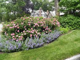 24 Small Rose Garden Design Ideas For Home Yard More Beautiful Rose Garden Design Knockout Roses Rose Garden Landscape
