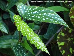 Maybe you would like to learn more about one of these? Begonia Maculata Care How To Grow Polka Dot Begonia Wightii