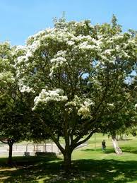 Posts About Chinese Fringe Tree On Los Angeles Love Affair Fringe Tree Tree Garden Boxes