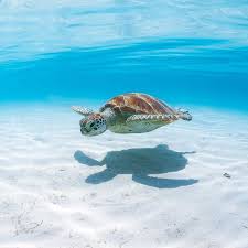 Turtle Love At Beach Love Australia Green Sea Turtles Near Lizard Island On The Great Barrier Reef Sea Turtle Pictures Baby Sea Turtles Turtle Day