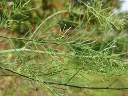 Image result for Asparagus suaveolens