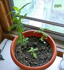 Grow From Cuttings Tropical Milkweed Propagation Milkweed Monarch Butterfly Garden Propagating Plants