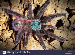 Antilles Pinktoe Tarantula Aka The Martinique Red Tree Spider Avicularia Cp9wnn Jpg 1300 956 Spider Bug Art Tarantula