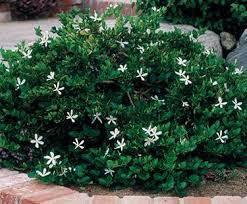 Image result for Carissa