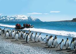 Endless ocean (forever blue in japan) is a video game for the nintendo wii. Expedition Antarctica The Great Penguin Adventure 2021