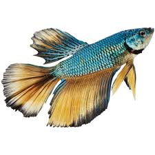 The blue & yellow 'paradise betta' petco is selling as an alternative to a blue tang. Male Paradise Betta For Sale Order Online Petco