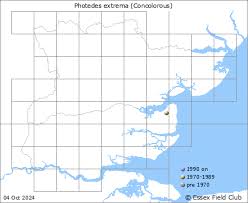 Image result for Photedes extrema