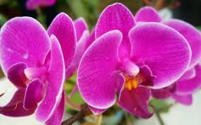 Maybe you would like to learn more about one of these? Beautiful Natural Flower Wallpaper Wallpapers For Free Download About 4 400 Wallpapers