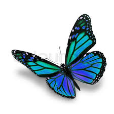 Blue monarch butterfly aesthetic | sticker blue monarch butterfly wings purple monarch butterfly drawing monarch butterfly swarm white butterfl… hollenbeck6396 7 aug, 2021 0 å! Beautiful Blue Monarch Butterfly Stock Image Colourbox