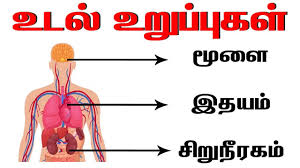Human body parts pictures with names: à®®à®© à®¤ à®‰à®Ÿà®² à®‰à®± à®ª à®ª à®•à®³ Learn Body Parts Name In Tamil Parts Of The Body In Tamil Udal Uruppugal Youtube