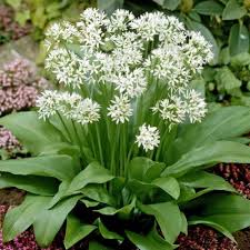 Image result for Allium ursinum