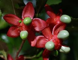 Image result for Ochnaceae