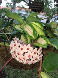Pin On Plants