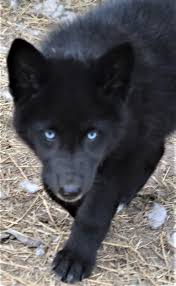 We did not find results for: Black Wolf Dog Wolfdog Black Blue Eyed Blackfire Kennel Blackfire Wolf Dog Wolf Hybrid Dogs Wolf With Blue Eyes