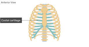 Generally, ribs 1 to 7 are connected to the sternum by their costal cartilages and are called true ribs, whereas ribs 8 to 12 are termed false ribs. Structure Of The Ribcage And Ribs