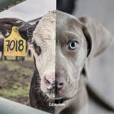 Faut il arreter de manger des animaux. Pourquoi Arreter La Viande Tour D Horizon De La Societe De Consommation 1