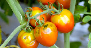 Please tell us what is causing this. 10 Common Tomato Plant Problems And How To Fix Them Farmers Almanac
