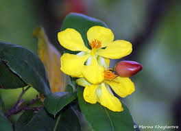 Image result for Ochna kirkii