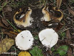 Image result for Scleroderma polyrhizon