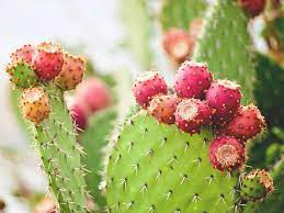 The cactus plant is a staple in many latin american cultures. Nopal Cactus Benefits Uses And More