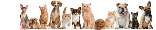 Specialized services, such as dental cleanings and spay/neuter services, can cost up to $400. Orange County Veterinarian Animal Hospital Orange Ca
