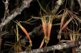 Image result for Erianthemum dregei