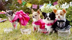 Christine lakin, lupe ontiveros, castulo guerra. Beverly Hills Chihuahua Plugged In