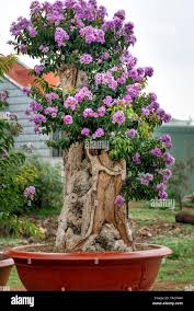 Image result for Lagerstroemia speciosa